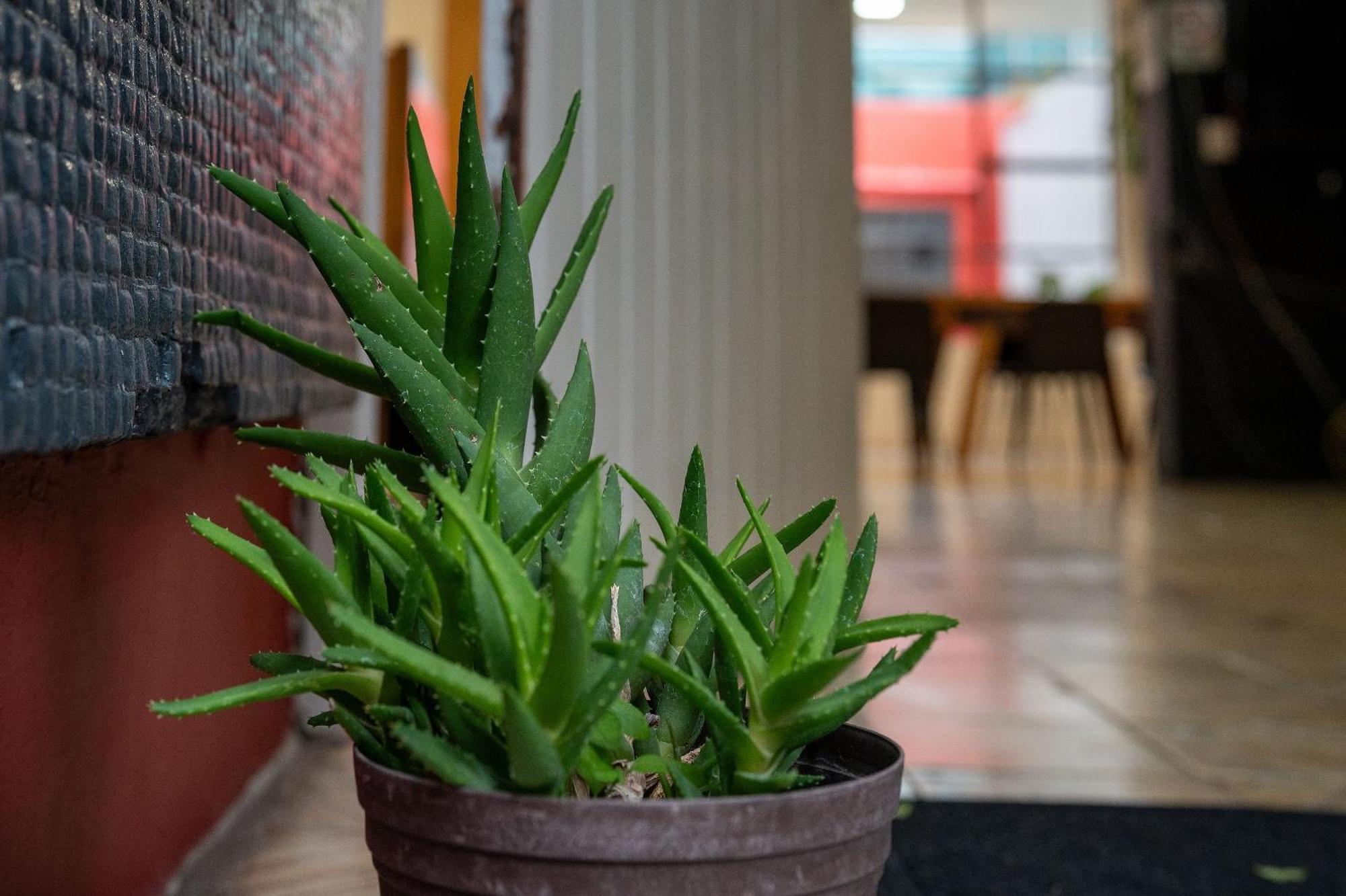 Habitaciones Privadas Con Bano Propio En Una Zona Segura Y Centrica De Guadalajara. Buitenkant foto